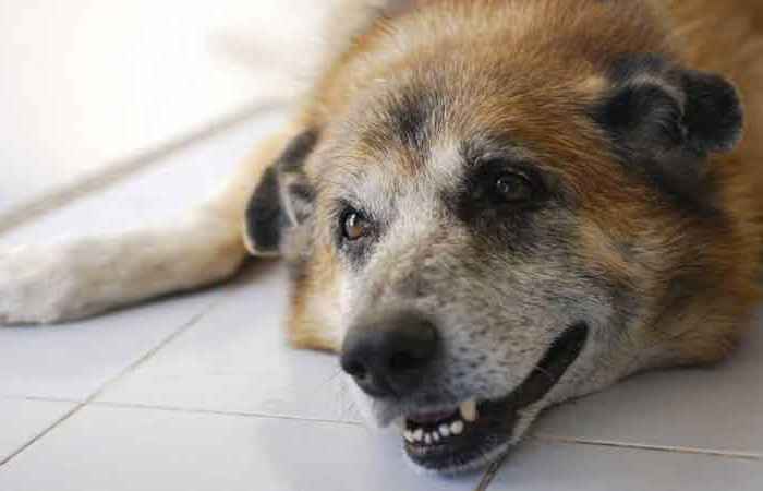 Senior Pets
