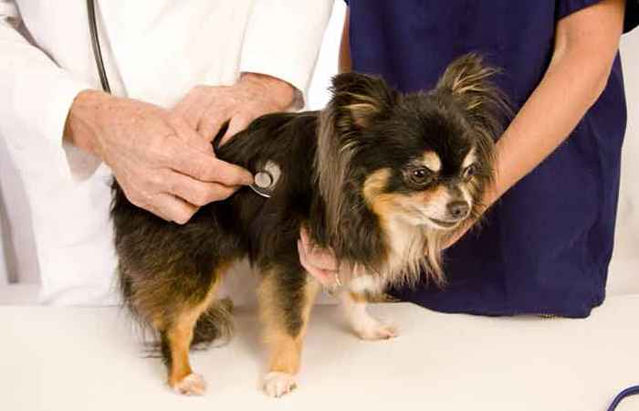 Wellness Care
