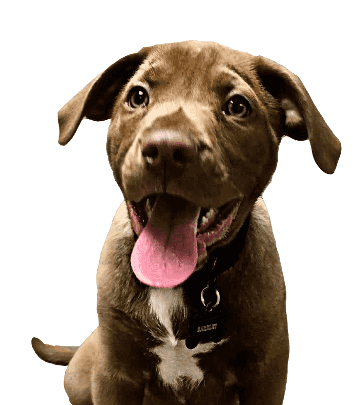 happy puppy