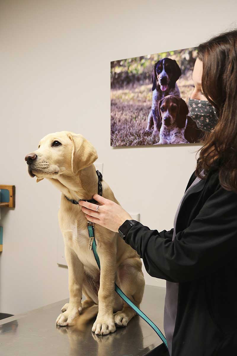 Our staff with a canine patient