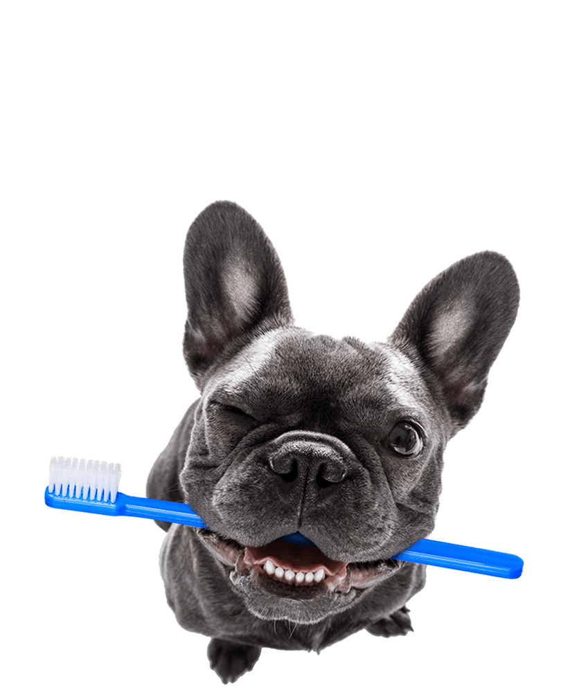 Dog with a toothbrush