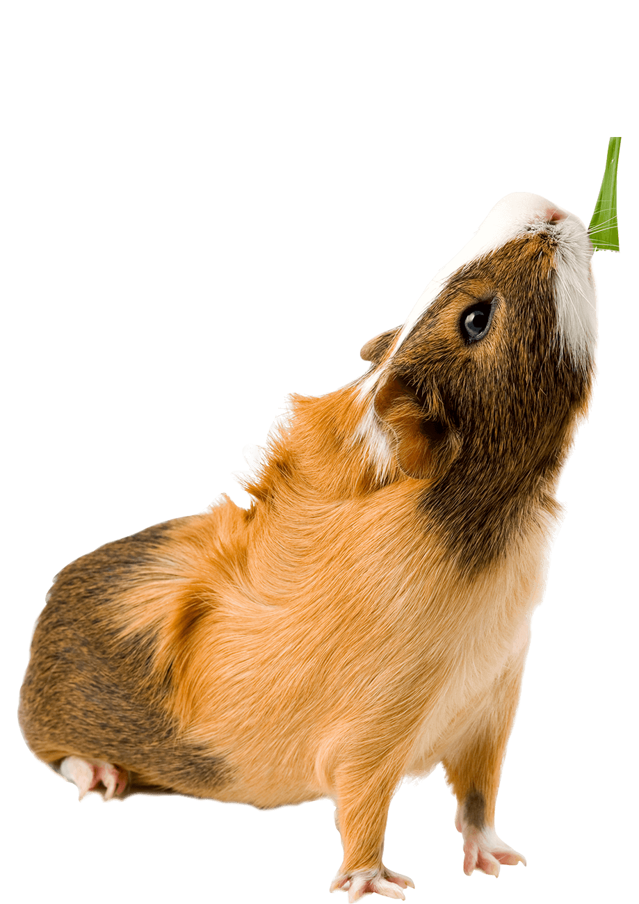 Guinea pig eating