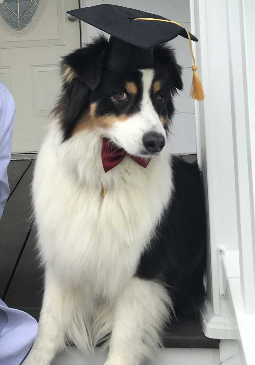 A graduating canine patient