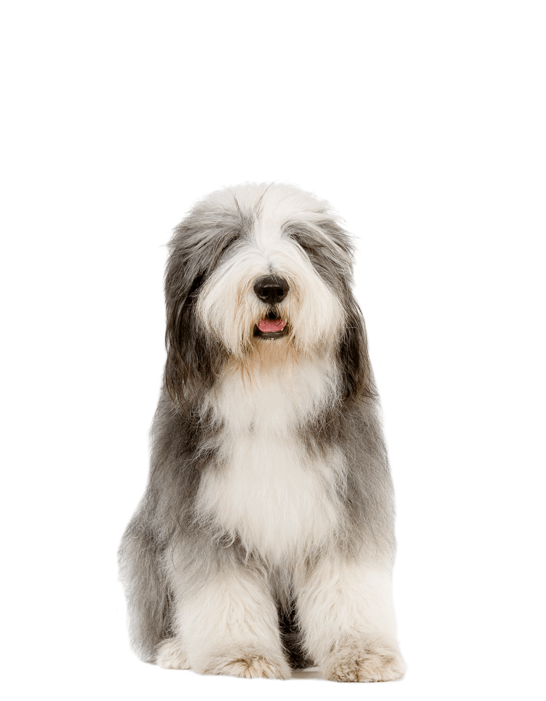 Sheepdog