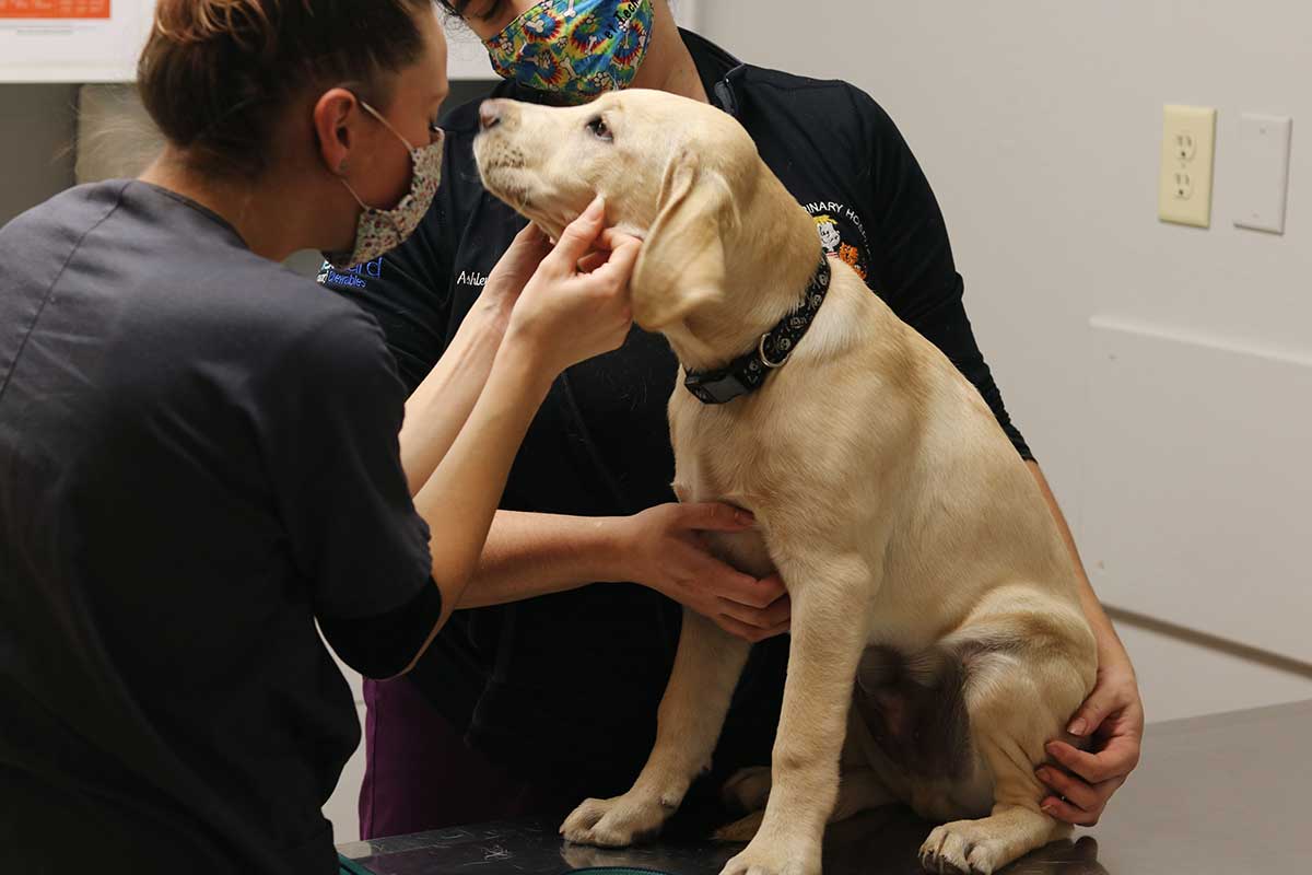 Our staff with a canine patient