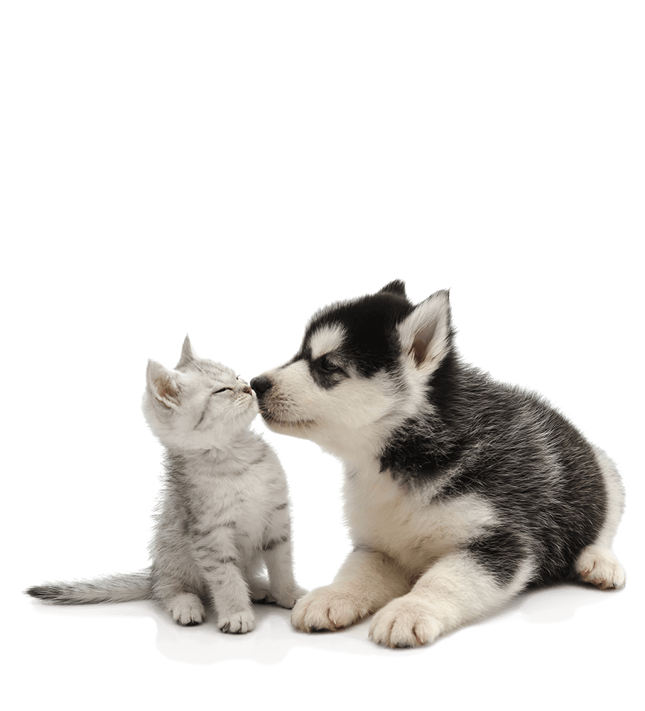 Puppy and kitten