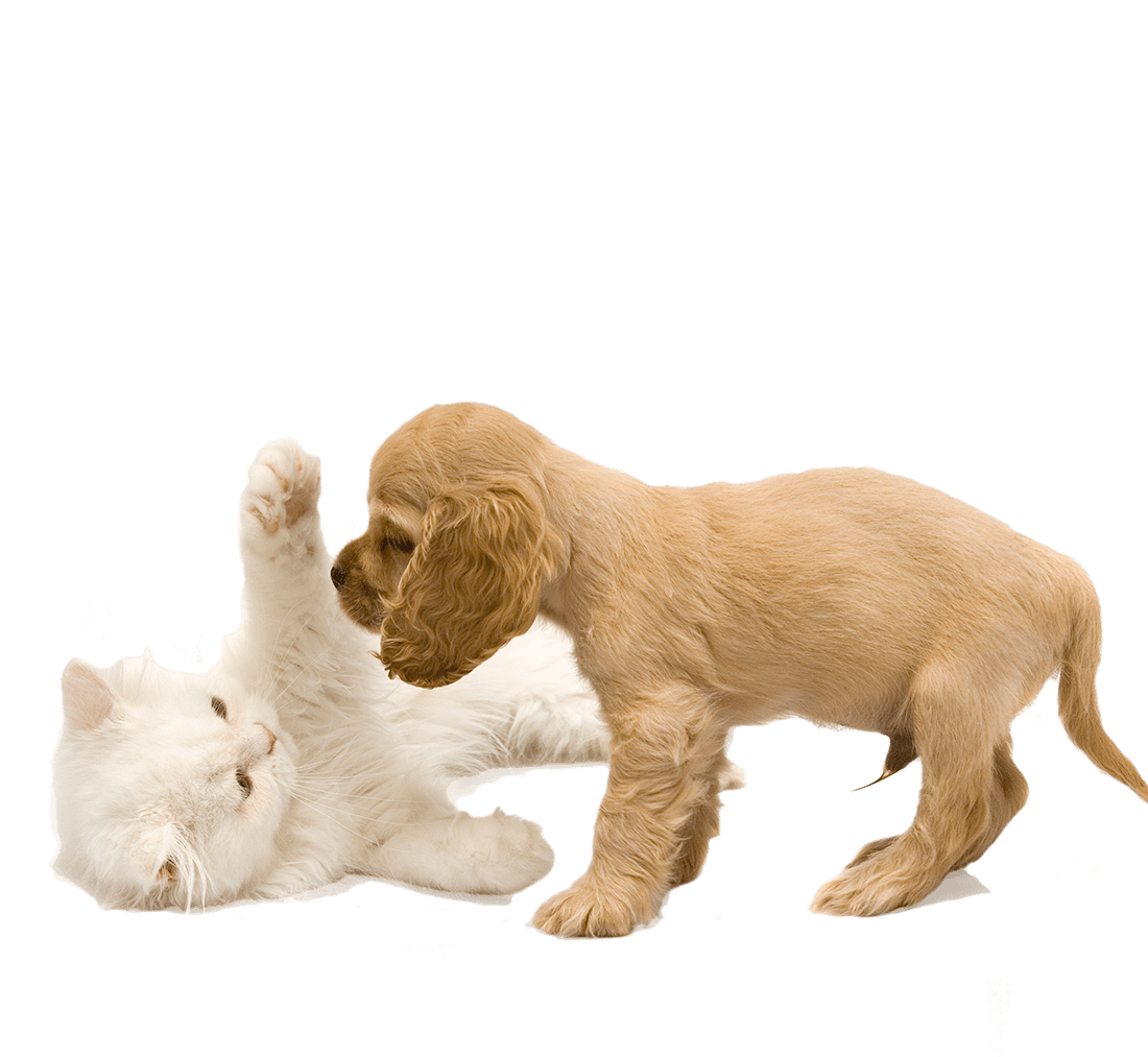 Puppy and kitten