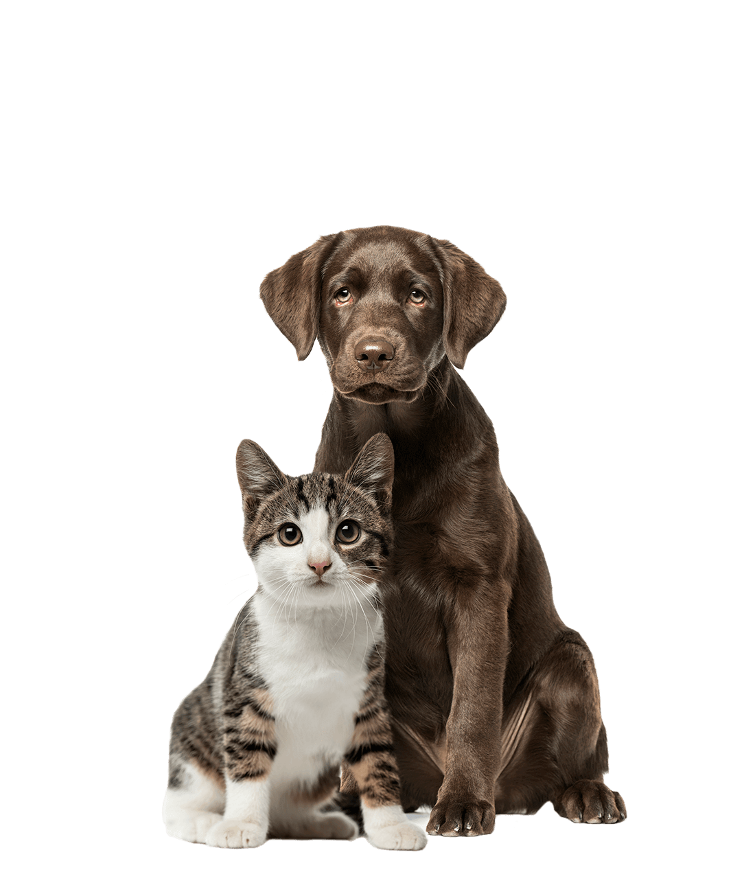 Dog and Cat