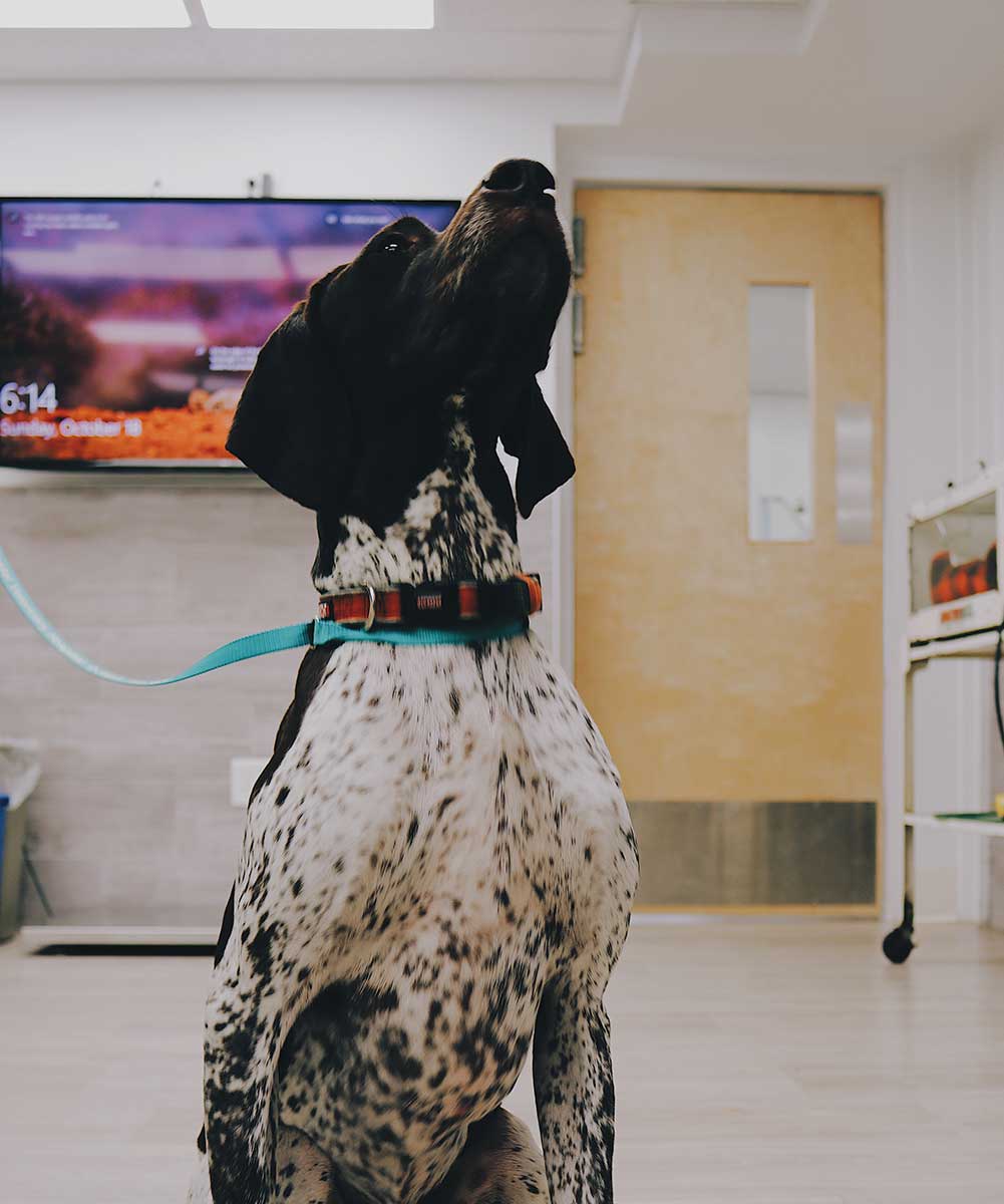 One of our furry patients