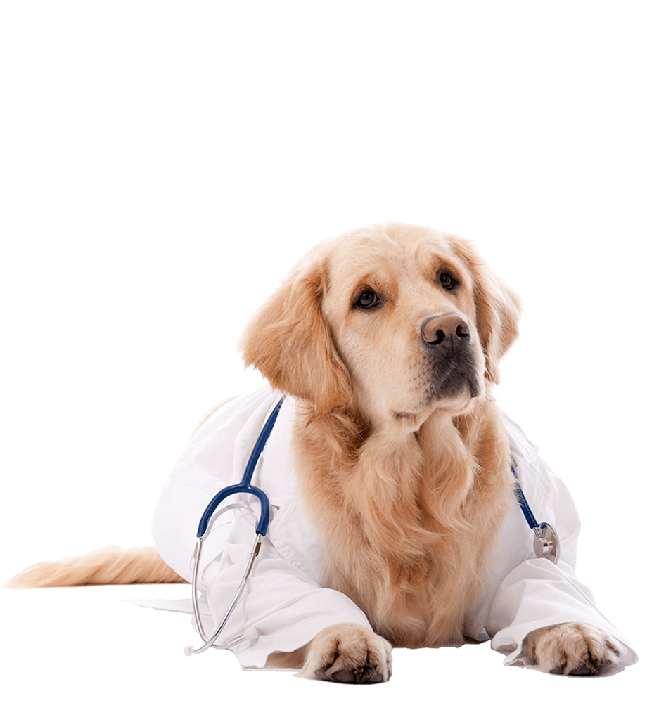 Doctor Dog