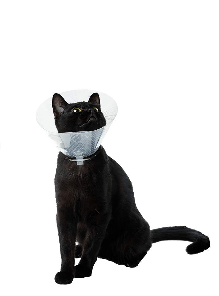 Cat with surgical cone