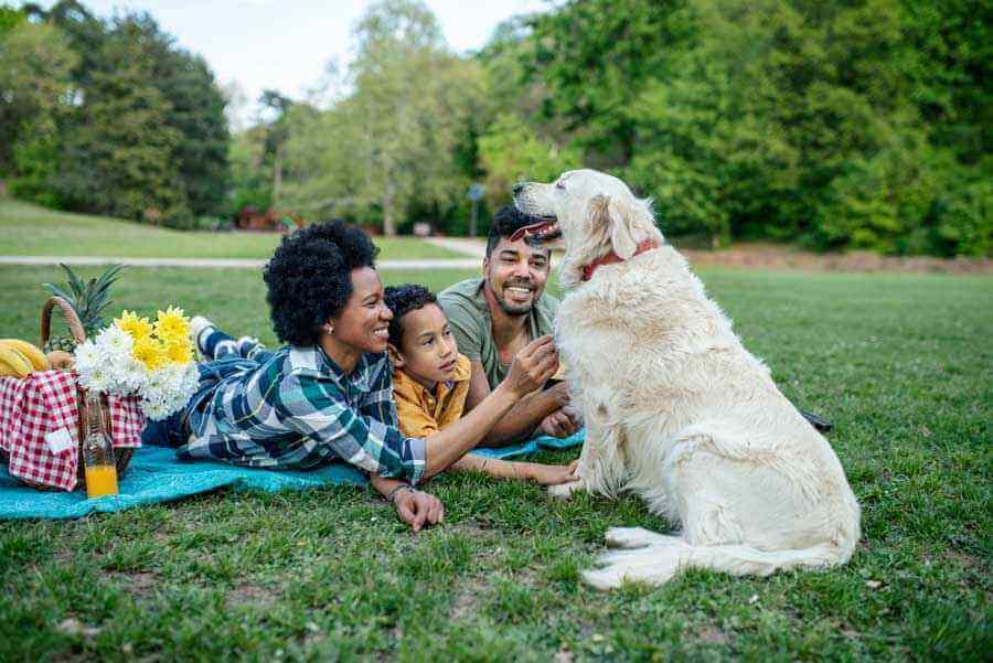Family dog