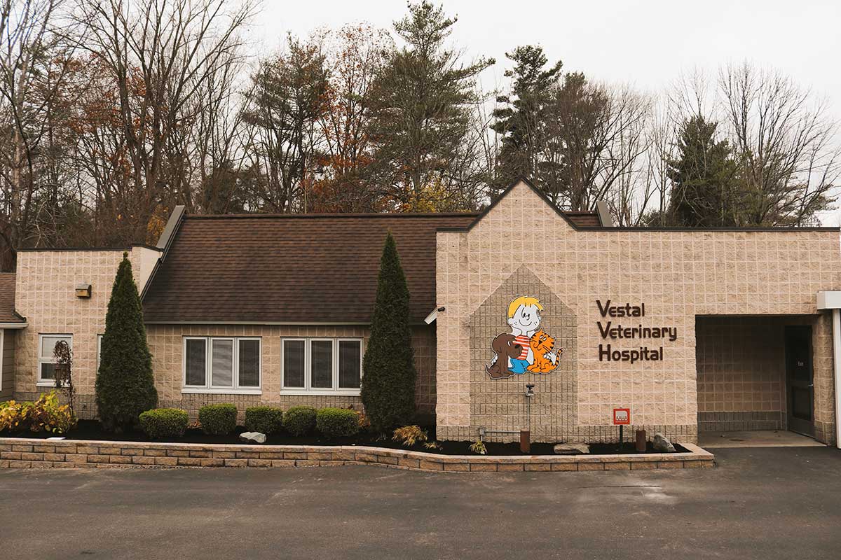 Hospital Tour Vestal Veterinary Hospital